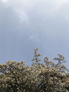 窗外的玉蘭花開(kāi)了作文,玉蘭花開(kāi)喻人作文,玉蘭花開(kāi)作文800字