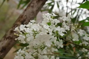 作文,丁香花,開(kāi)滿,校園
