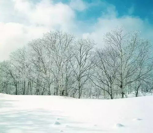 校園雪景作文開頭結尾