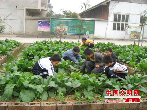 大學校園種菜作文