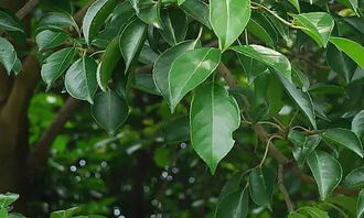 校園的香樟樹(shù)作文六百字