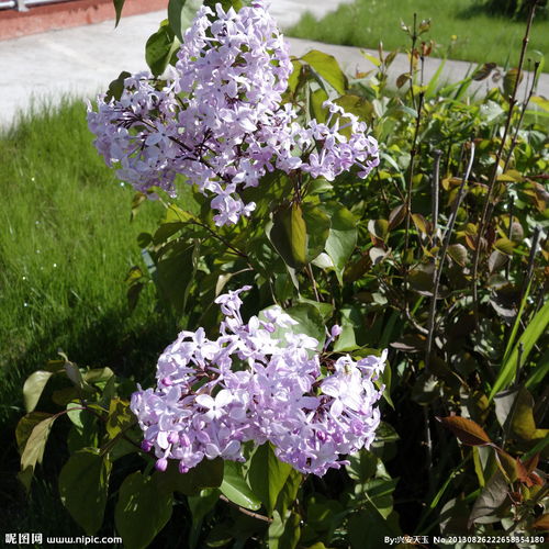 地點(diǎn)開(kāi)滿(mǎn)丁香花的校園作文