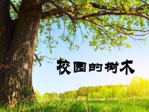 小學(xué)生校園樹木認(rèn)養(yǎng)作文