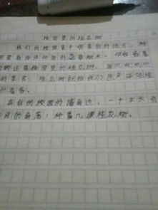 校園里的桂花樹(shù)作文形狀顏色
