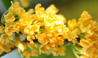 校園里的桂花寫(xiě)一篇作文