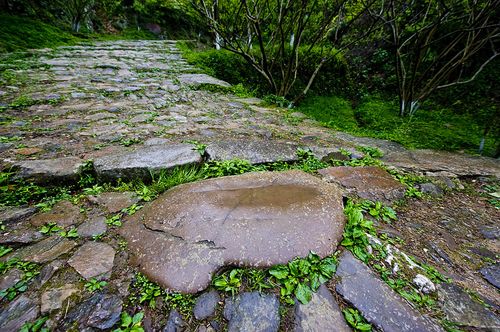 開(kāi)滿丁香花的校園400字作文