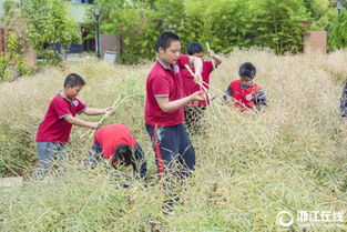 參觀校園農耕園作文