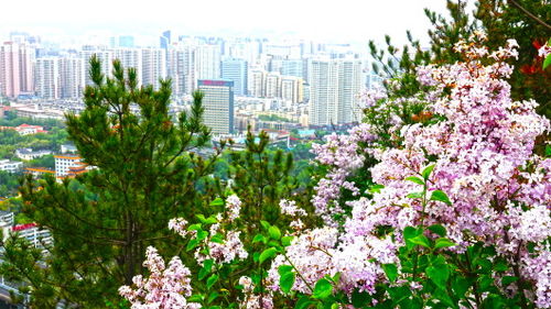 開(kāi)滿(mǎn)丁香花的校園故事作文500