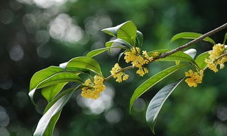 秋天校園桂花樹(shù)作文400字