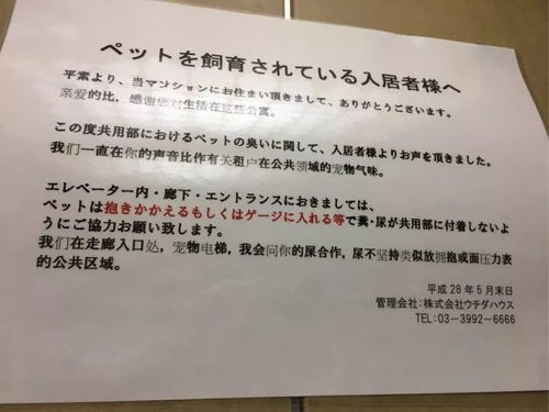 作文,你對,英語(yǔ),印象