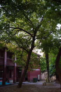 作文校園的大槐樹(shù)