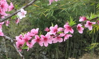 校園桃花樹(shù)作文三級(jí)