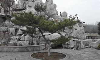 校園里的松樹(shù)作文,校園里的松樹(shù)作文三年級300字,校園里的松樹(shù)作文500字
