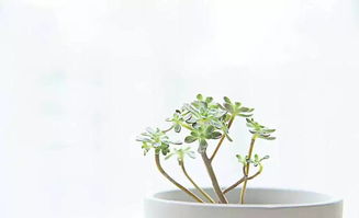 作文校園里的一種植物