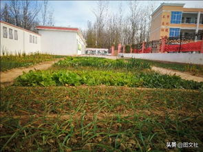 二中最美校園的作文應該怎么寫(xiě)