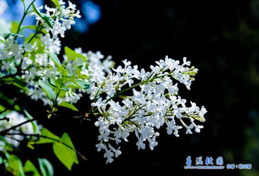 作文,丁香花,開(kāi)滿(mǎn),校園