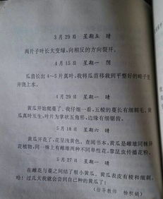 觀(guān)察校園一種植物作文