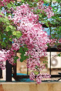作文,丁香花,開(kāi)滿(mǎn),校園