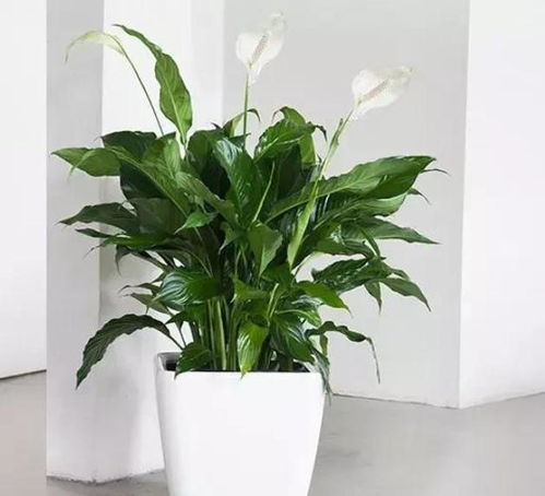 白掌開花了要注意事項(xiàng),白掌開花期間注意事項(xiàng),白掌的養(yǎng)殖方法和注意事項(xiàng)