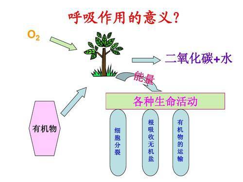 果蔬呼吸強度測定的注意事項