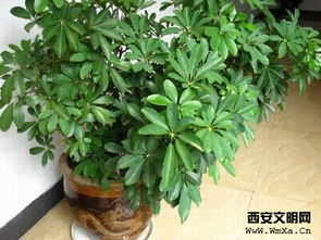 扦插,注意事項(xiàng),鴨掌