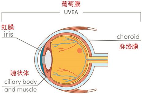 青少得葡萄膜炎應(yīng)該注意事項(xiàng)