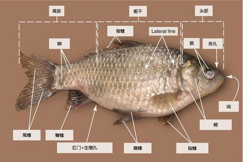 鯽魚(yú),解剖,注意事項,觀(guān)察