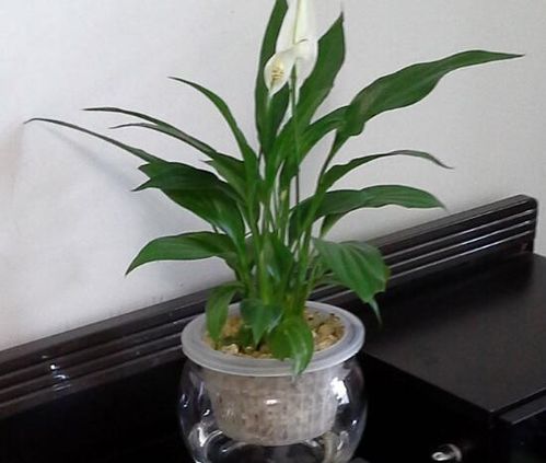 白掌開花時注意事項(xiàng)