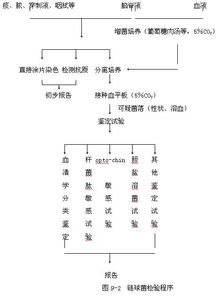 鏈球菌屬檢驗(yàn)注意事項(xiàng),抗鏈球菌溶血素o試驗(yàn)注意事項(xiàng),鑒定鏈球菌的注意事項(xiàng)