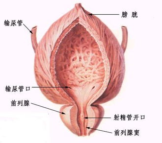 前列腺結(jié)石注意什么,前列腺結(jié)石的注意事項,前列腺結(jié)石飲食注意事項