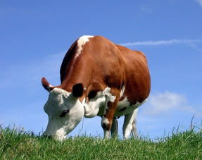 肉牛,飼養(yǎng),注意事項(xiàng)