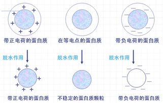 蛋白質(zhì)沉淀變性反應注意事項