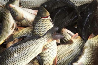 金草魚(yú)的養殖注意事項