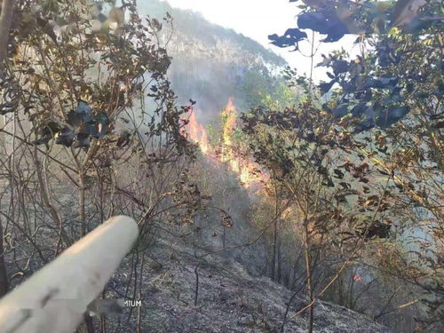撲救山火注意事項(xiàng),撲救山火安全注意事項(xiàng),預(yù)防山火注意事項(xiàng)