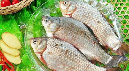 鯽魚(yú)觀(guān)察解剖注意事項