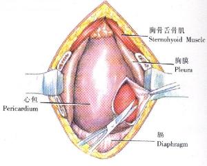 心包穿刺術(shù)后注意事項(xiàng),心包穿刺術(shù)后護(hù)理注意事項(xiàng),心包穿刺護(hù)理注意事項(xiàng)