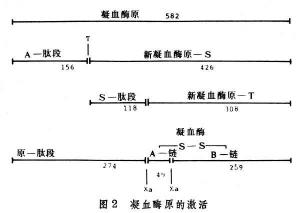 凝血因子輸注注意事項