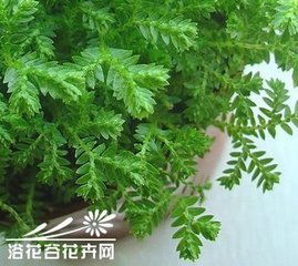 養(yǎng)殖,注意事項,幸福,方法
