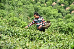 鄭州到信陽采茶注意事項(xiàng)