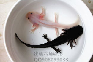 飼養,注意事項