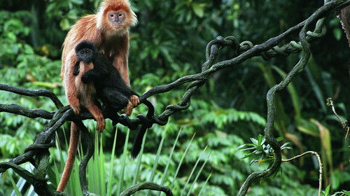 幼兒去動(dòng)物園注意事項(xiàng),動(dòng)物園的注意事項(xiàng),動(dòng)物園安全注意事項(xiàng)