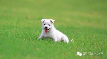 天狗,喂養(yǎng),注意事項(xiàng)