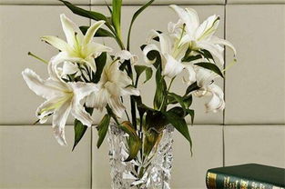 養(yǎng)百合花應(yīng)注意事項(xiàng)