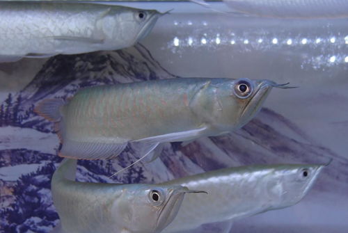 觀賞魚,注意事項,中華鱘