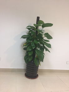 植物南北引種注意事項(xiàng),動(dòng)物引種注意事項(xiàng),引種的原則和注意事項(xiàng)