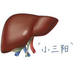 乙肝小三陽(yáng)男的注意事項