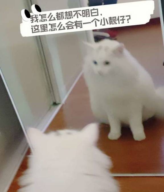 養(yǎng)貓的注意事項(xiàng),初學(xué)者養(yǎng)貓注意事項(xiàng),養(yǎng)貓知識和注意事項(xiàng)