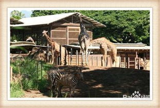 動(dòng)物園的注意事項,動(dòng)物園安全注意事項,去動(dòng)物園的注意事項