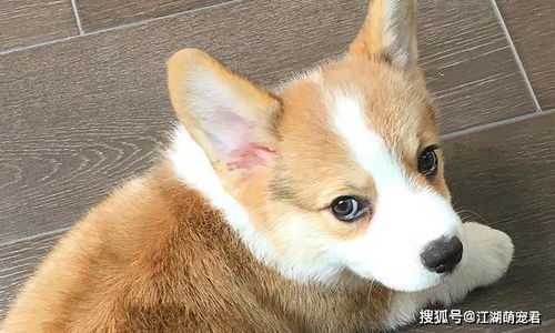 柯基養(yǎng)殖注意事項(xiàng)