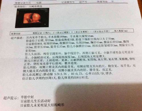 促排懷孕注意事項,懷孕初期注意事項,貓咪懷孕注意事項